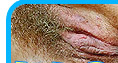 hirsute women, unshaved teens and girls pubic hair
